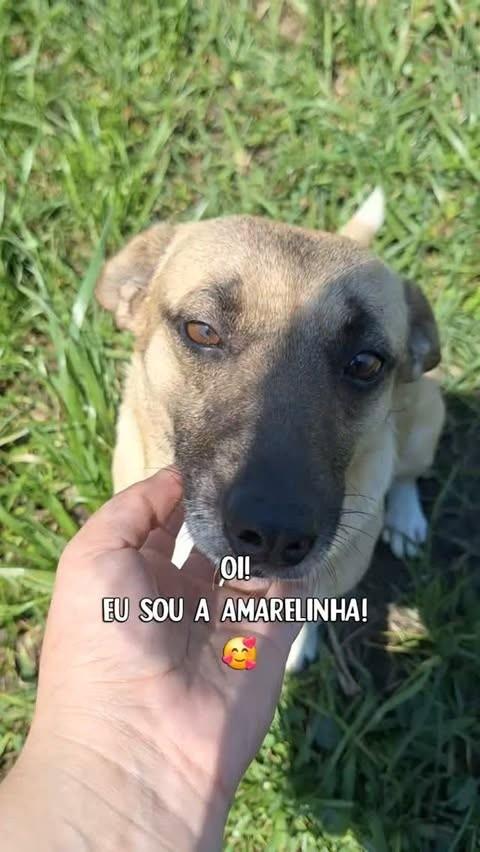 Amarelinha, cadela de porte pequeno para adoção em Capivari do Sul - RS
