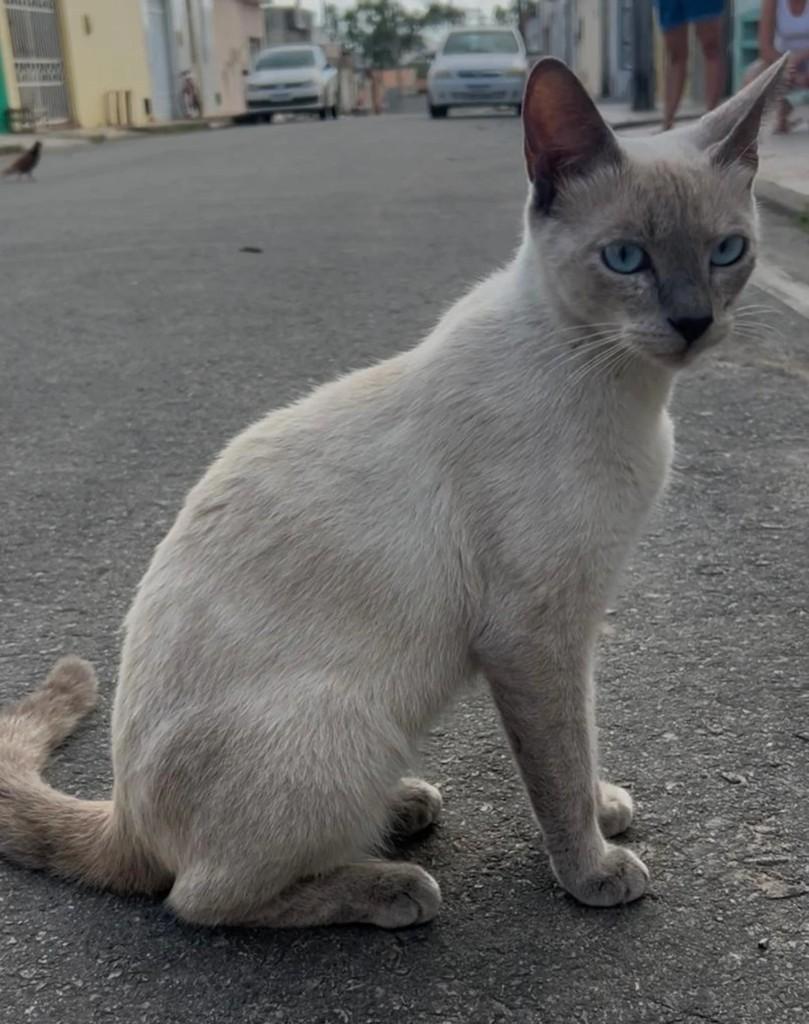 Amora, gata de porte médio para adoção em Itabaiana - SE