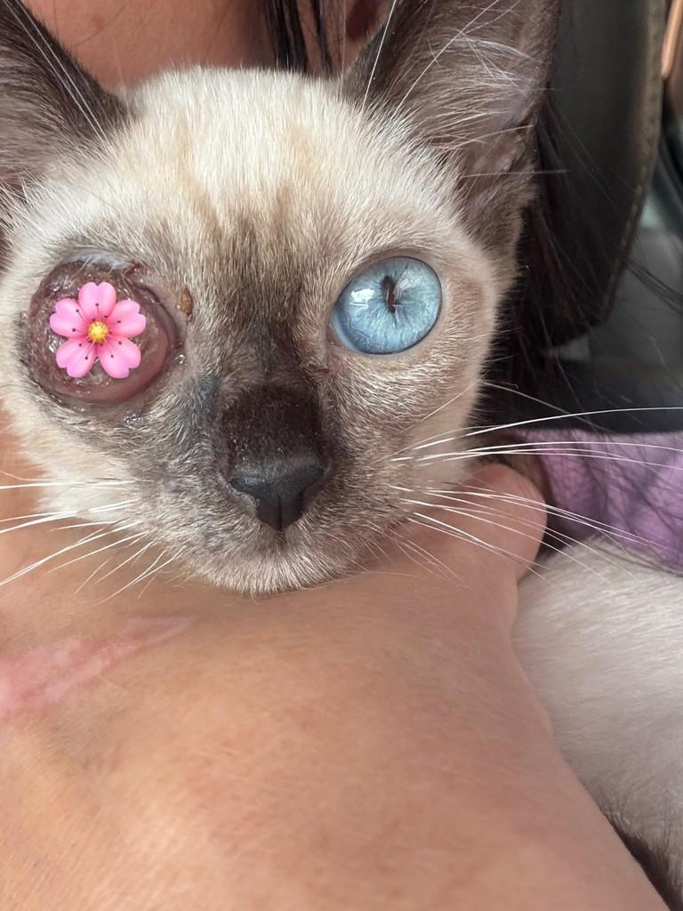 Piratinha, gato de porte médio para adoção em Londrina - PR