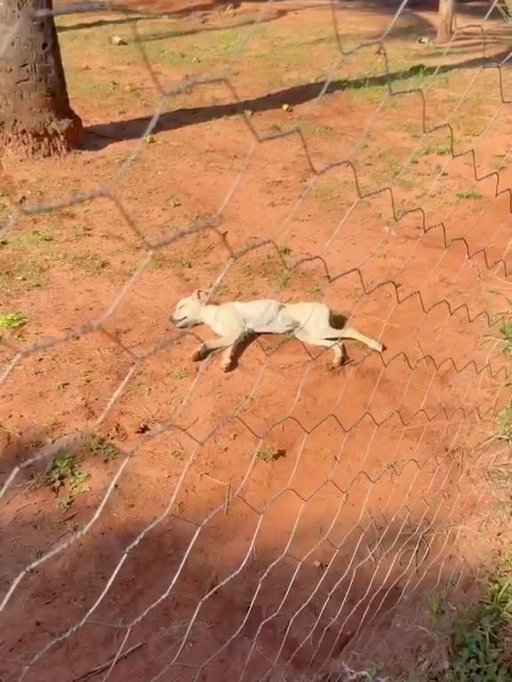 Doguinho, cachorro de porte pequeno para adoção em Londrina - PR