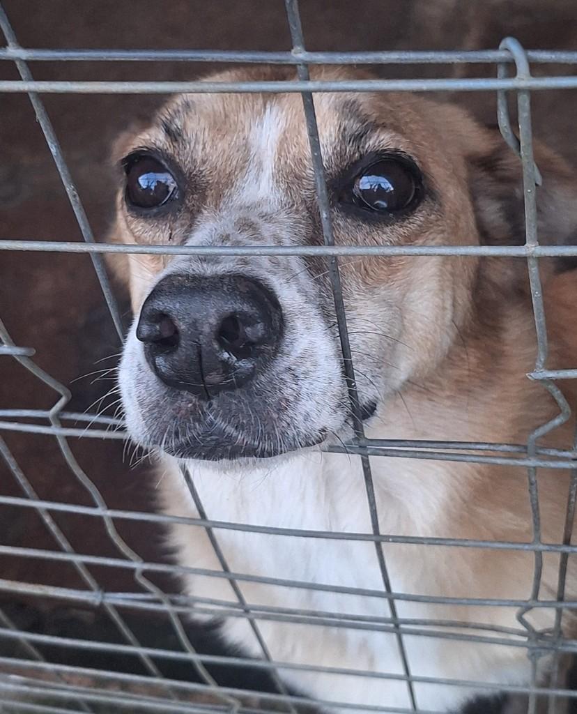 Charlotte, cachorro de porte grande para adoção em Viamão - RS