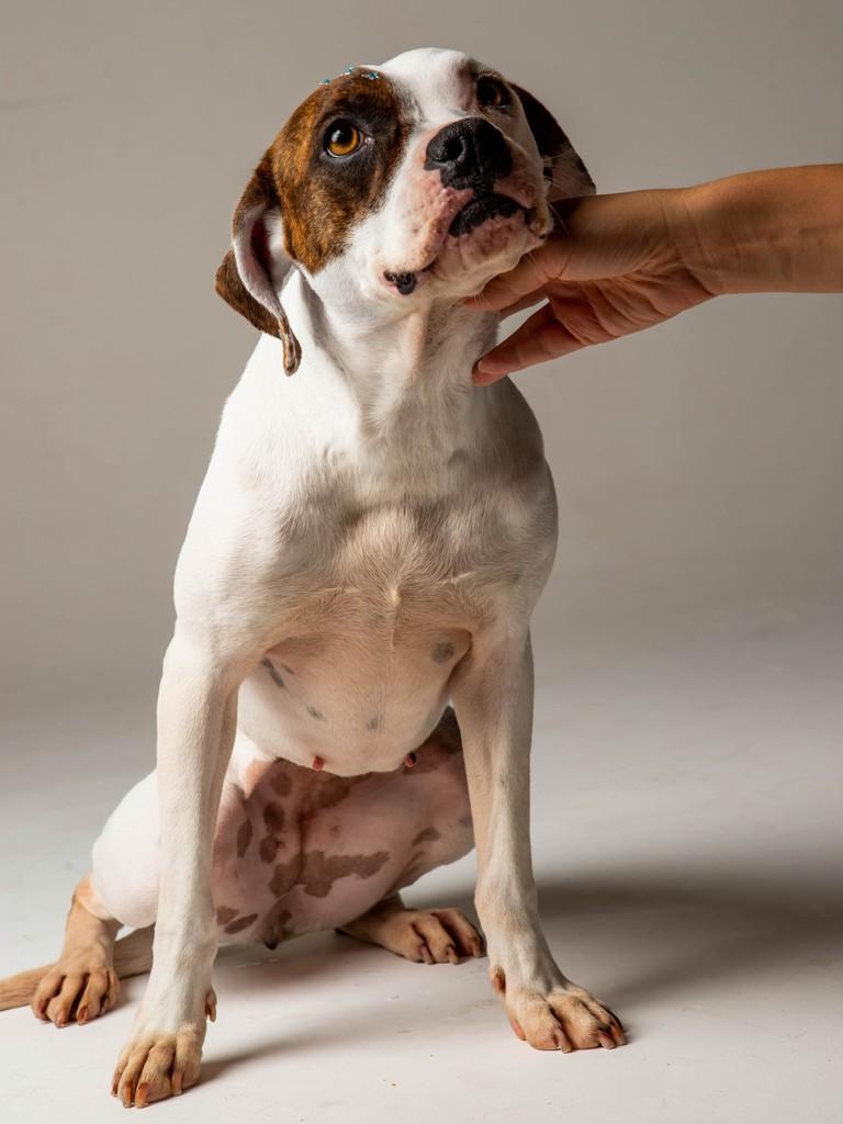 Maya, cachorro de porte grande para adoção em Viamão - RS