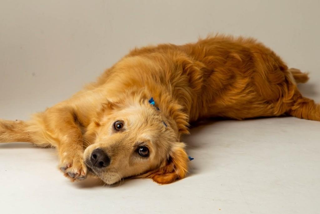 Tapioca, cachorro de porte médio para adoção em Viamão - RS