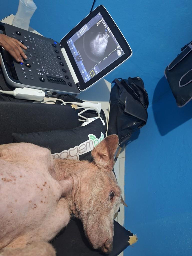Bento, cachorro de porte médio para adoção em Viamão - RS