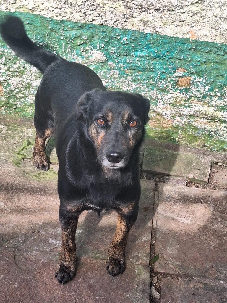Café, cachorro de porte médio para adoção em Viamão - RS
