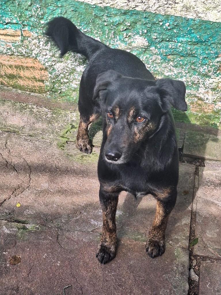 Café, cachorro de porte médio para adoção em Viamão - RS — foto 2 de 2