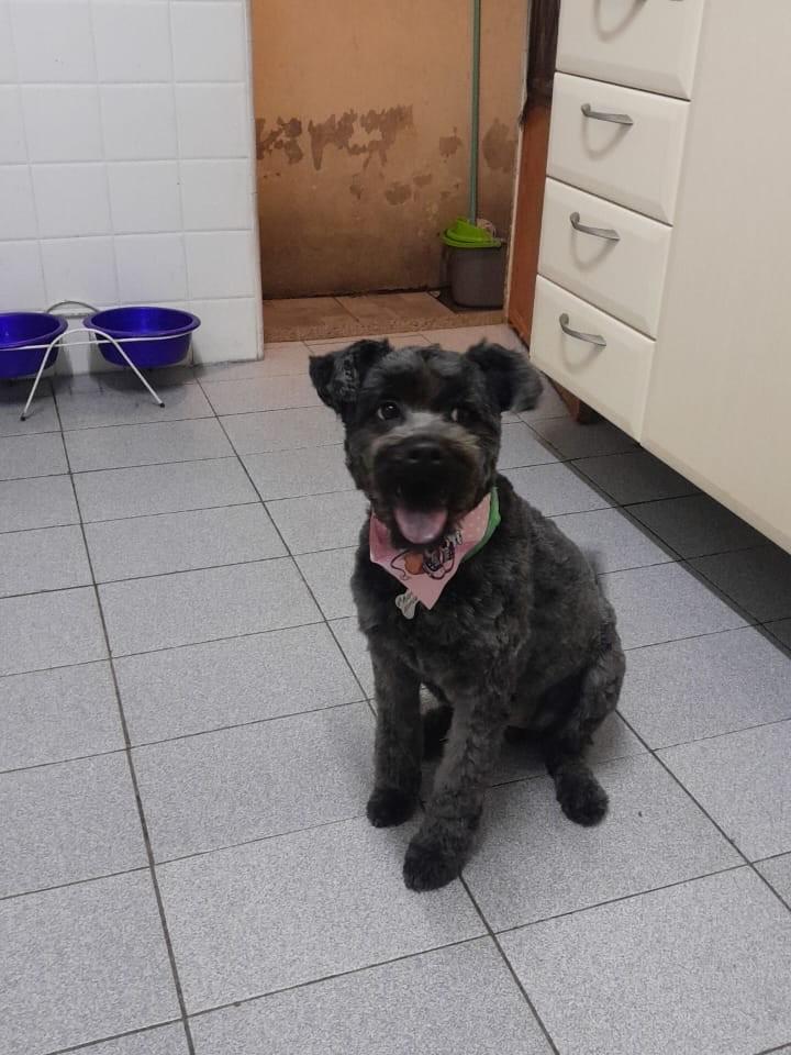 Glória, cadela de porte pequeno para adoção em Viamão - RS — foto 2 de 2