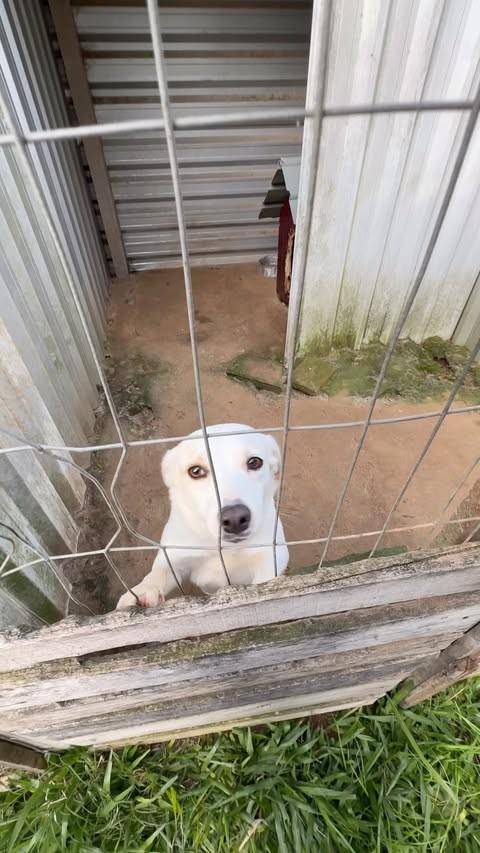 Snow, cadela de porte pequeno para adoção em Viamão - RS