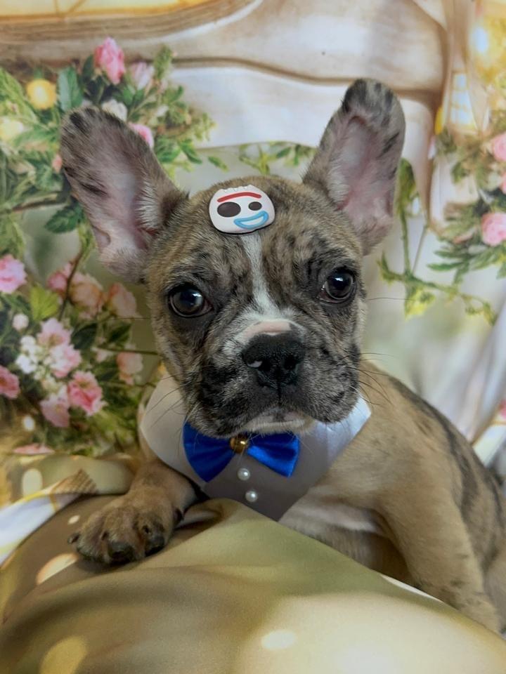 Merle, cachorro de porte médio para adoção em São Paulo - SP