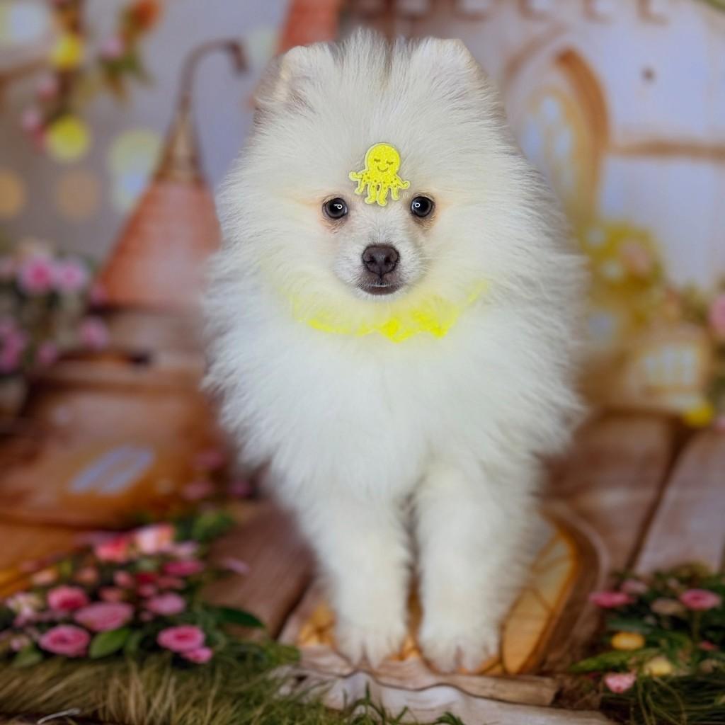 Spitz, cachorro de porte pequeno para adoção em São Paulo - SP