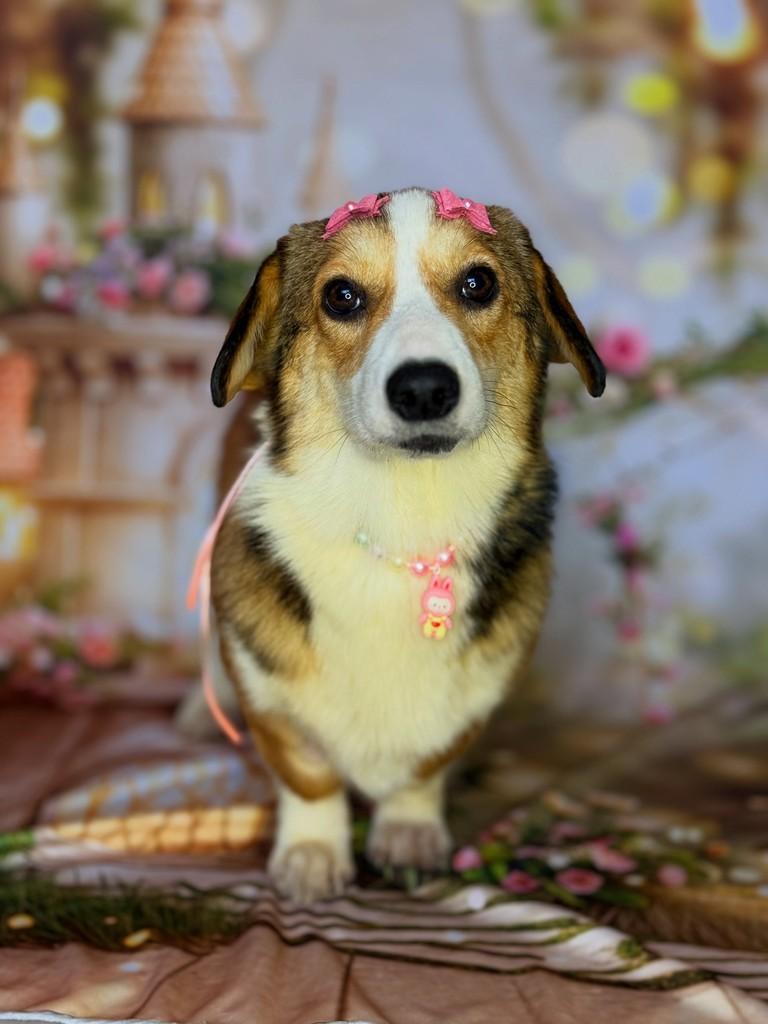 Corgi, cadela de porte pequeno para adoção em São Paulo - SP