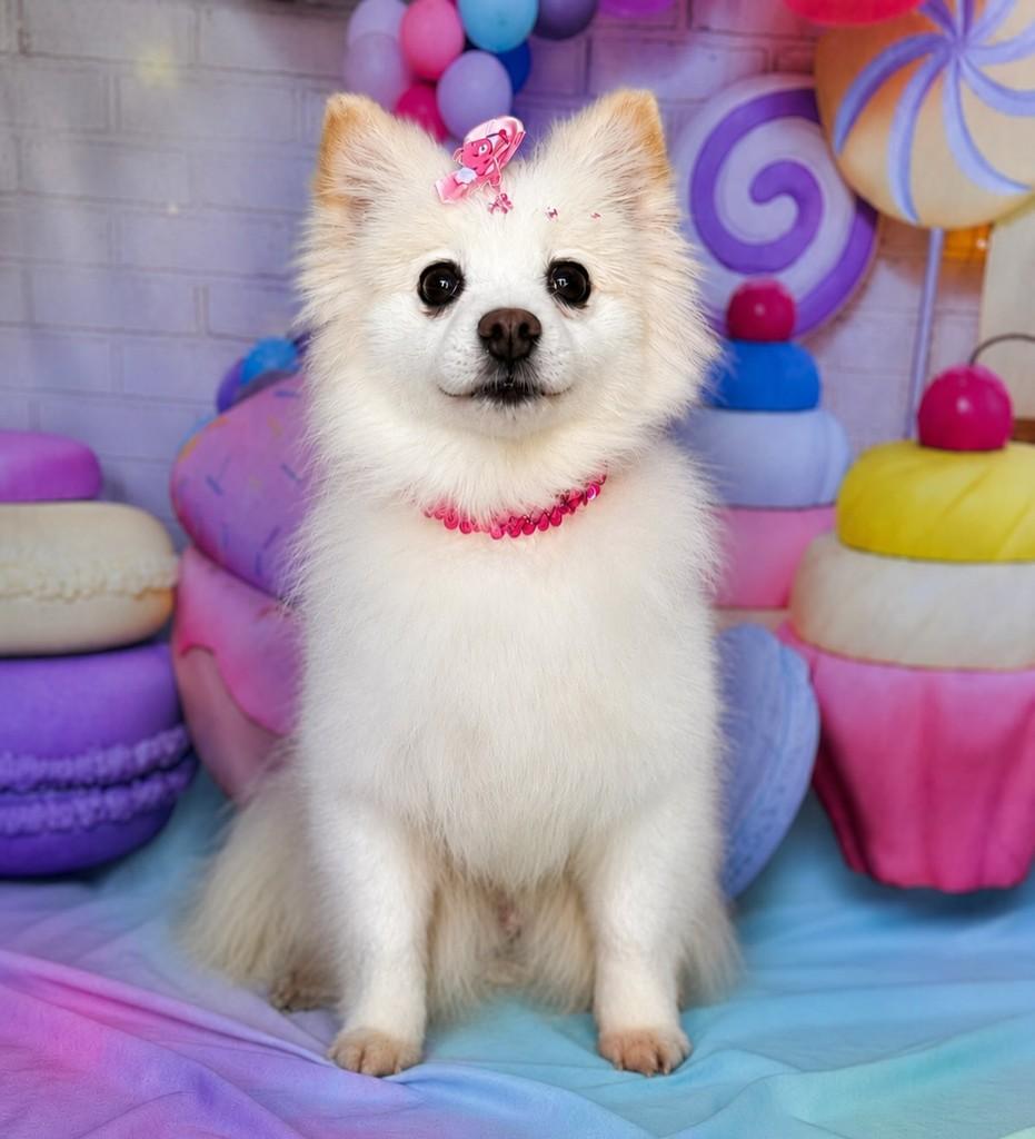 Spitz fêmea, cadela de porte pequeno para adoção em São Paulo - SP