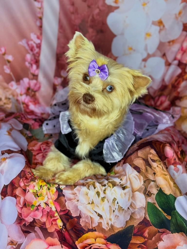 Choco Berry Merle, cadela de porte pequeno para adoção em São Paulo - SP