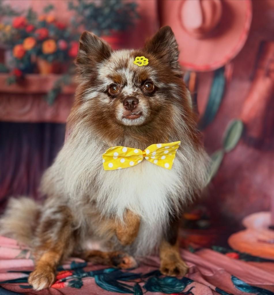 Spitz macho, cachorro de porte pequeno para adoção em São Paulo - SP