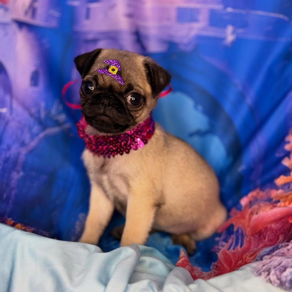 Pug fêmea abricot, cadela de porte pequeno para adoção em São Paulo - SP