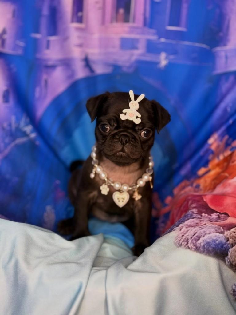 Pug fêmea preta, cadela de porte pequeno para adoção em São Paulo - SP