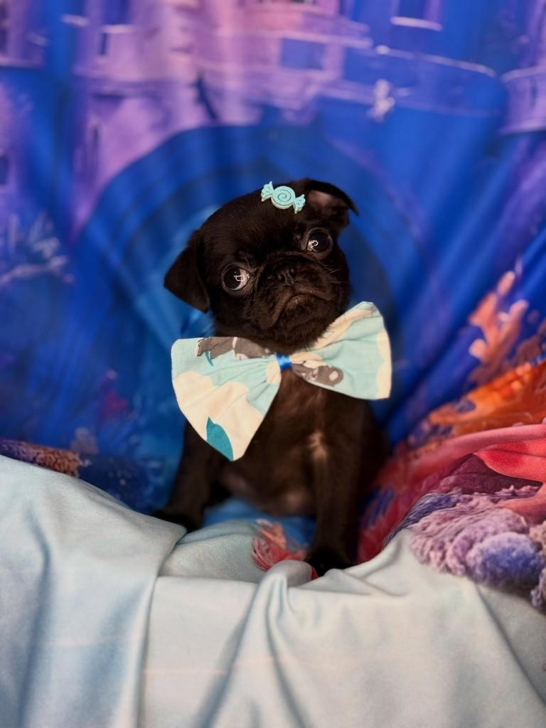 Pug macho preto, cachorro de porte pequeno para adoção em São Paulo - SP