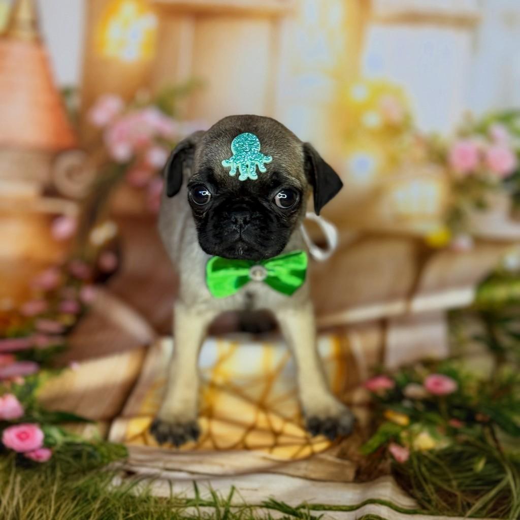 Pug macho abricot, cachorro de porte pequeno para adoção em São Paulo - SP