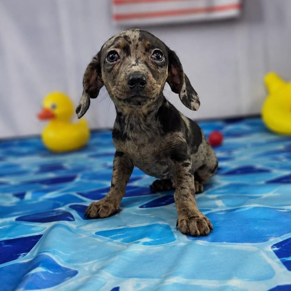 Teckel com Pinscher, cachorro de porte pequeno para adoção em São Paulo - SP