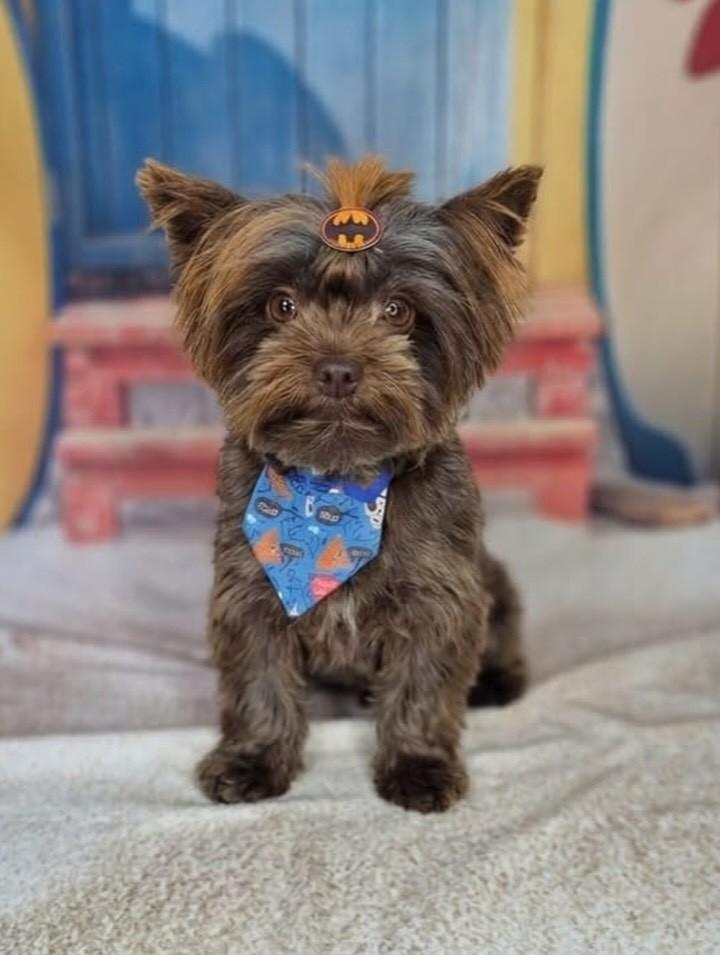 Yorksire Chocolate, cachorro de porte pequeno para adoção em São Paulo - SP