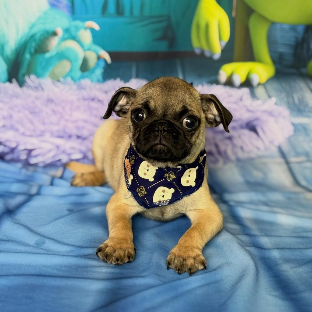 Abricot, cachorro de porte pequeno para adoção em São Paulo - SP