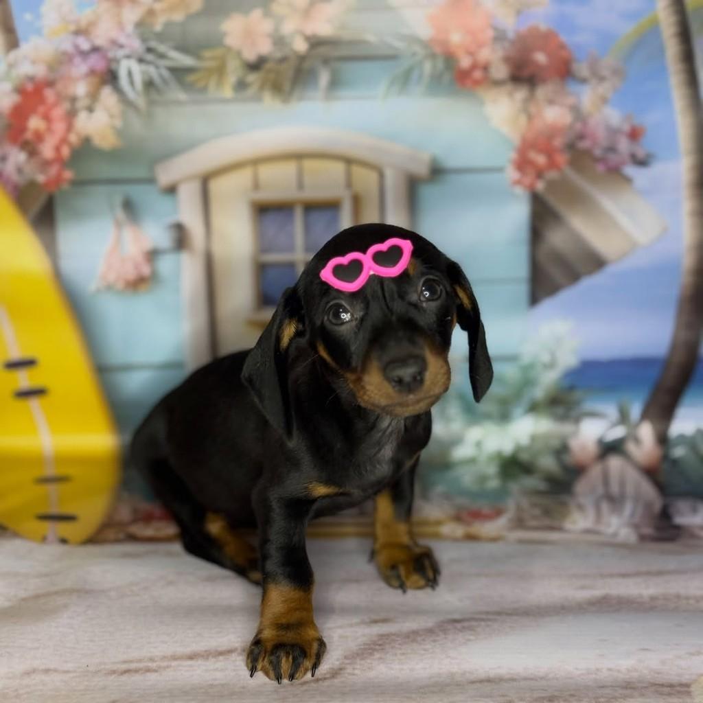 Teckel fêmea Black and Tan, cadela de porte pequeno para adoção em São Paulo - SP