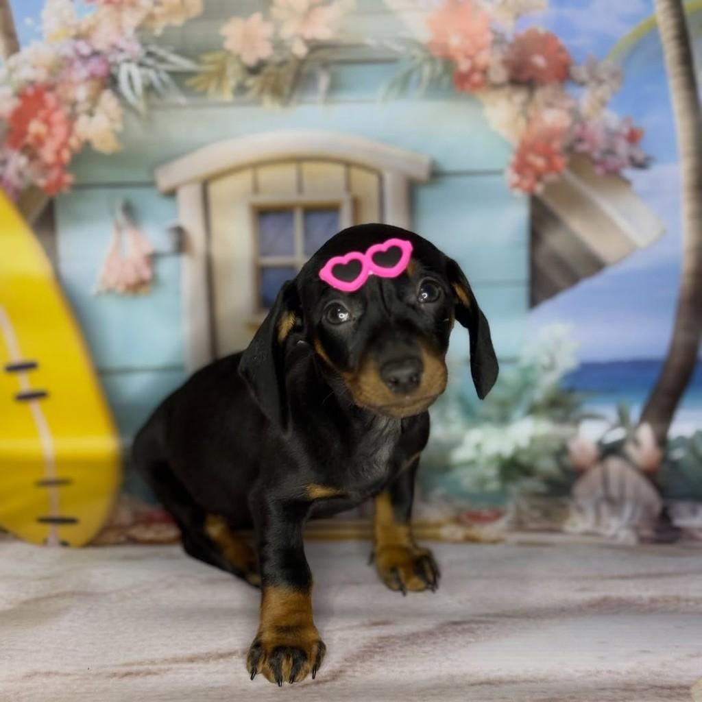 Teckel fêmea Black and Tan, cadela de porte pequeno para adoção em São Paulo - SP — foto 2 de 2