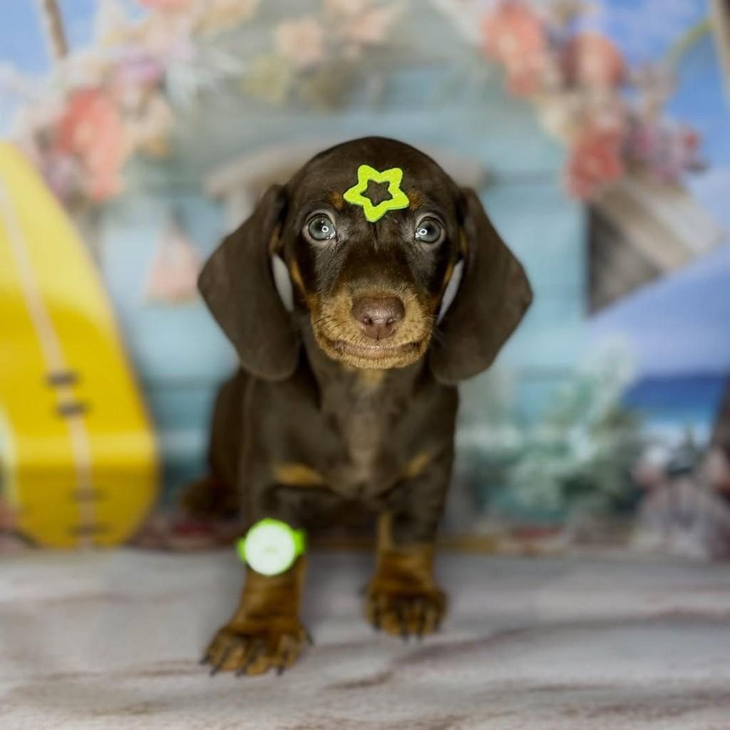 Choco Tan, cachorro de porte pequeno para adoção em São Paulo - SP