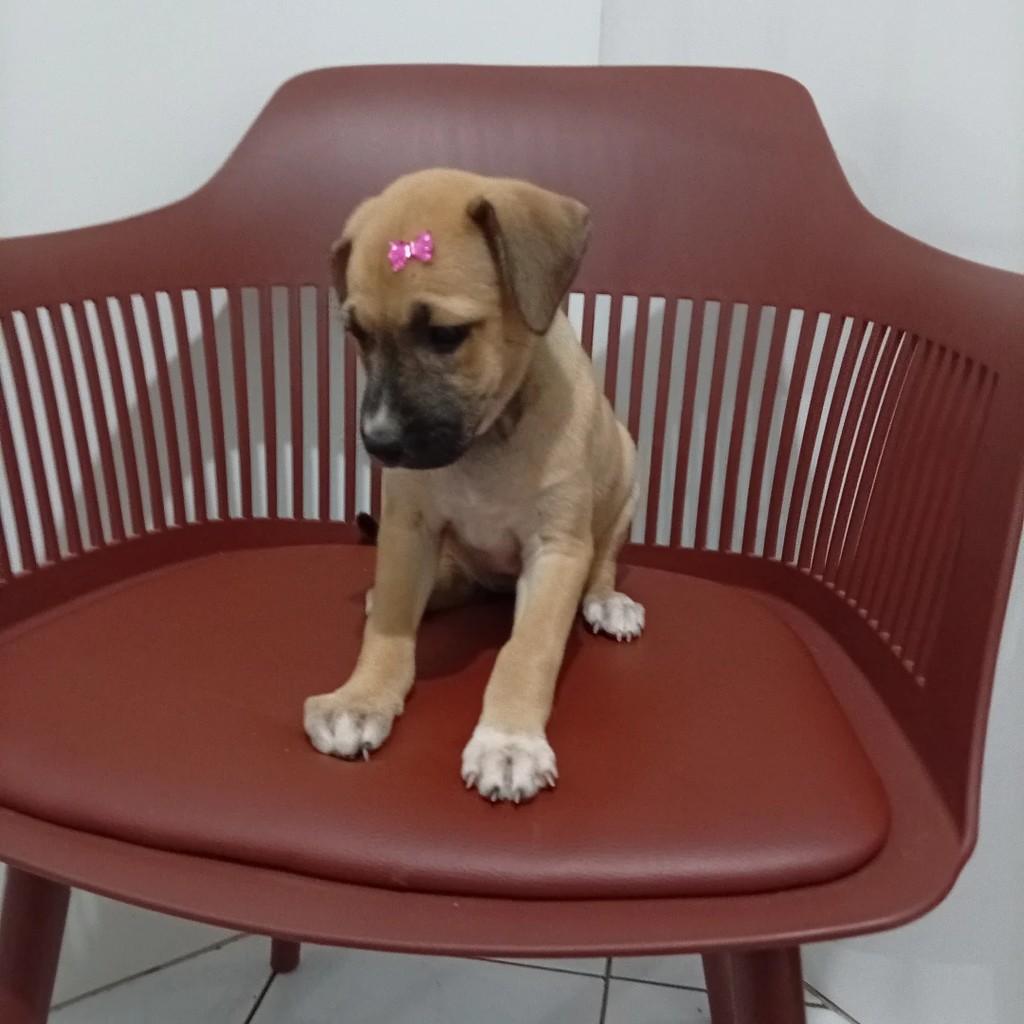 Princesa, cachorro de porte pequeno para adoção em Juarez Távora - PB