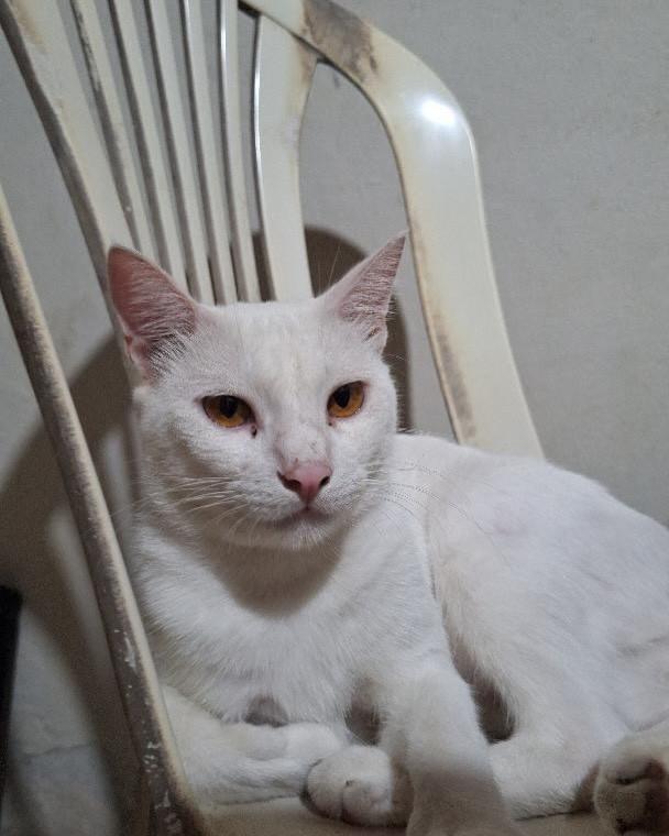Mingau, gato de porte médio para adoção em Arari - MA