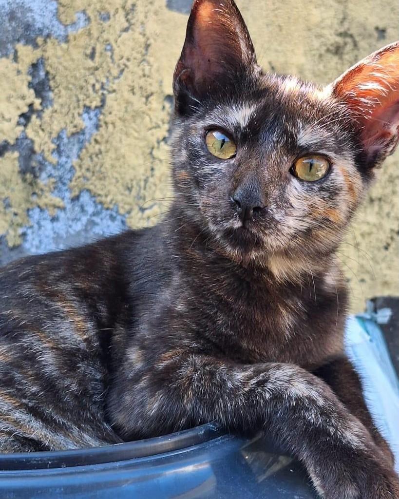Preta, gato de porte pequeno para adoção em Arari - MA
