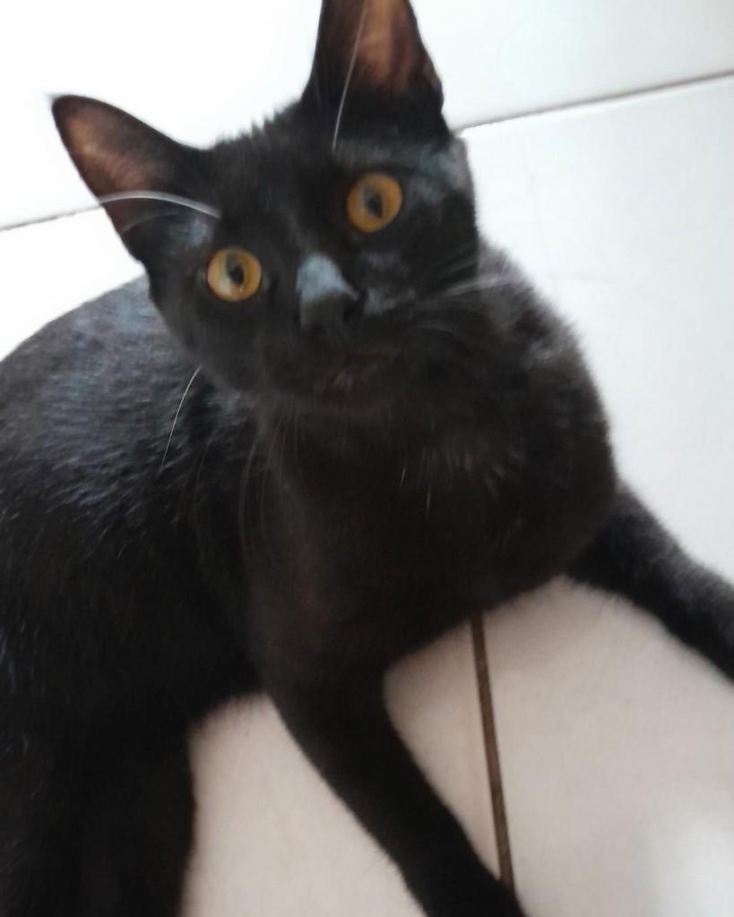 Billy Jhon, gato de porte grande para adoção em Arari - MA