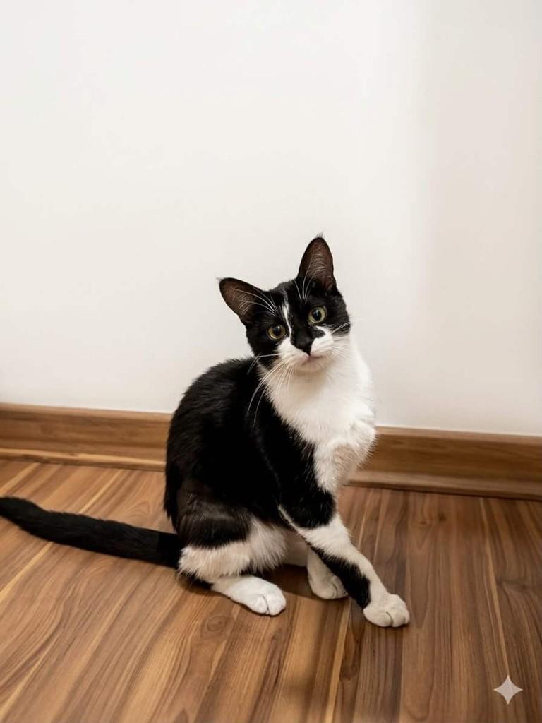 Lina, gata de porte pequeno para adoção em Belo Horizonte - MG