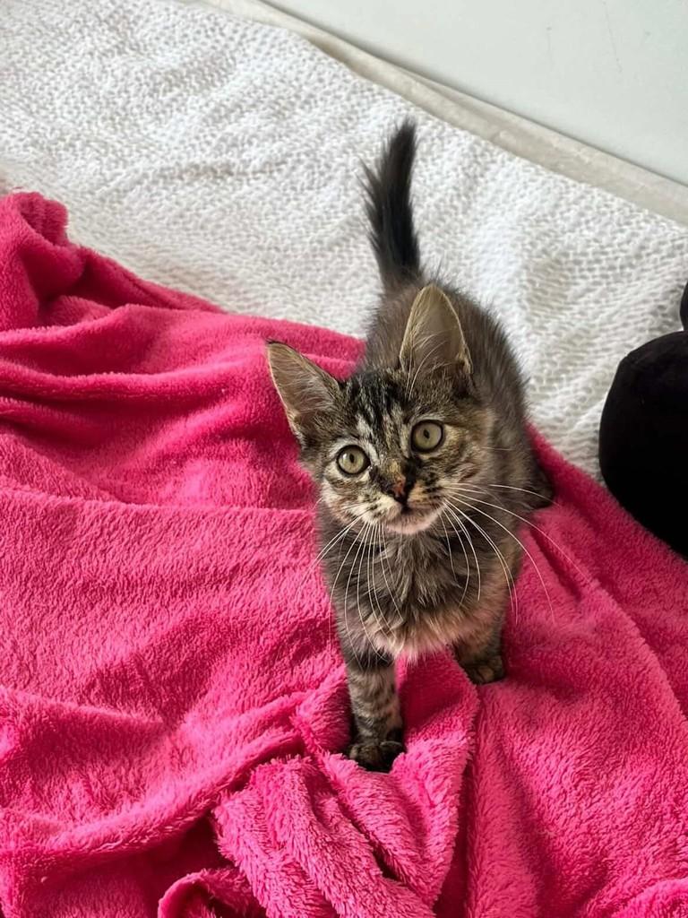 Aurora, gata de porte pequeno para adoção em Belo Horizonte - MG