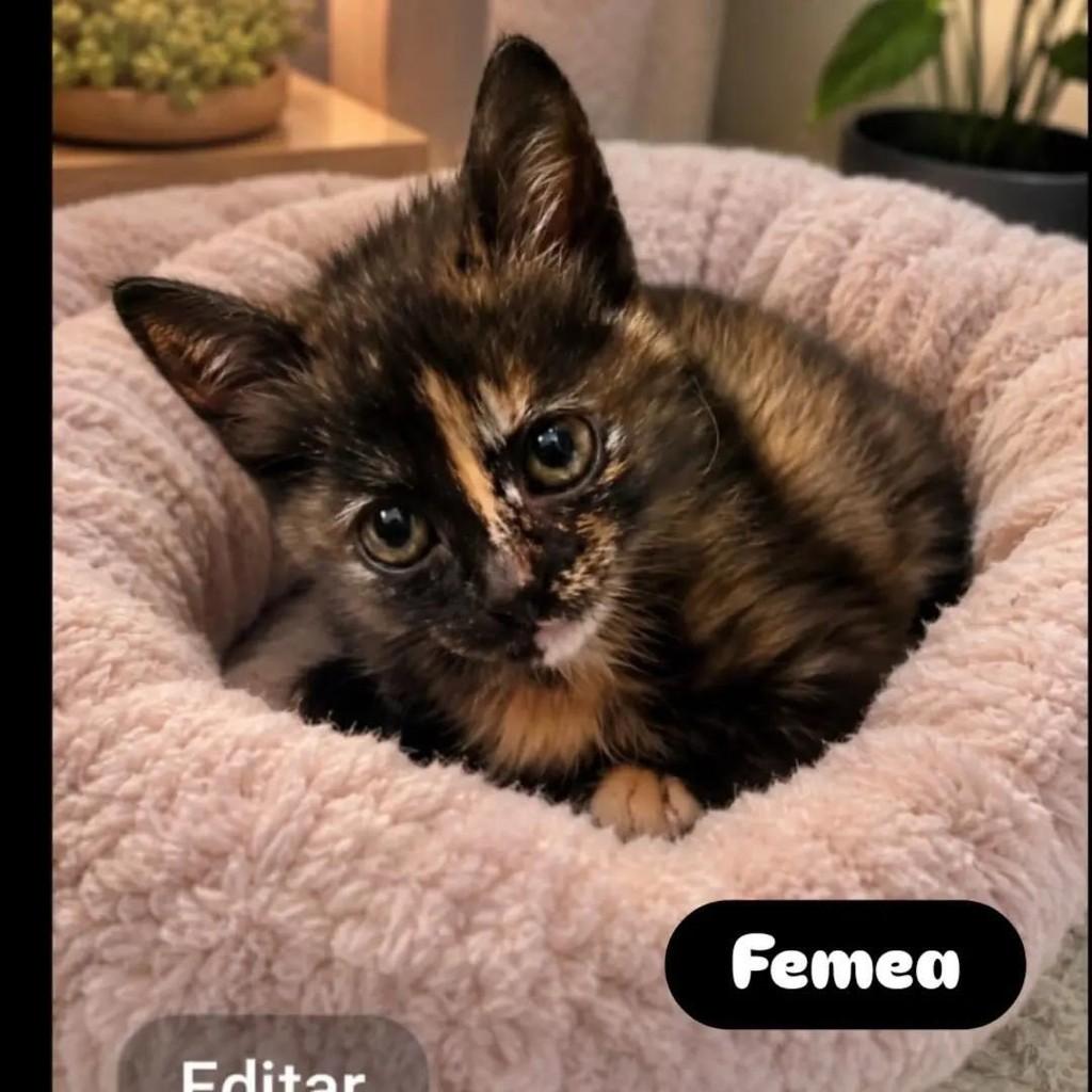 Bebezinha, gato de porte pequeno para adoção em Belo Horizonte - MG