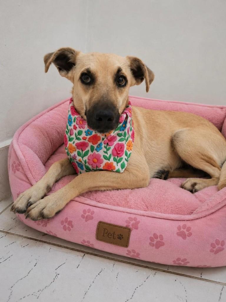 Clarice, cadela de porte médio para adoção em Belo Horizonte - MG