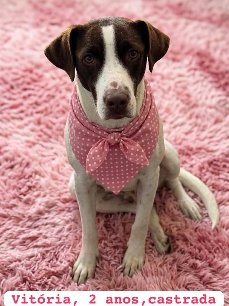 Vitória, cachorro de porte médio para adoção em Vitória - ES