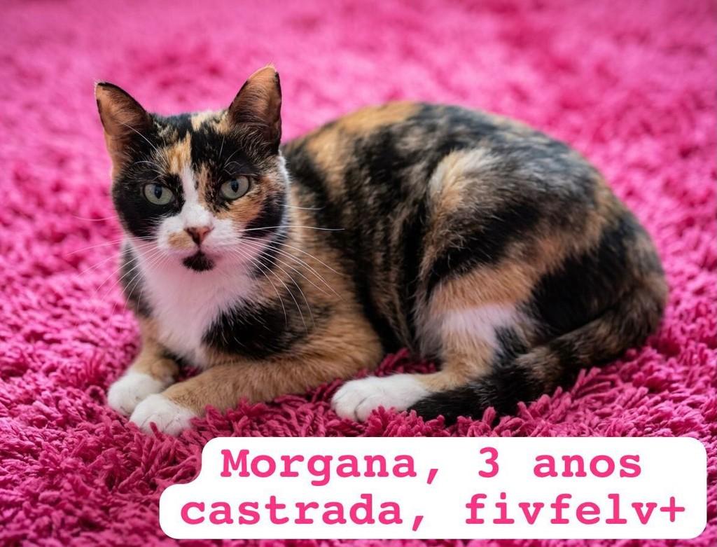 Morgana, gata de porte médio para adoção em Belo Horizonte - MG