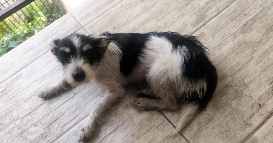 Brisa, cadela de porte pequeno para adoção em Belo Horizonte - MG