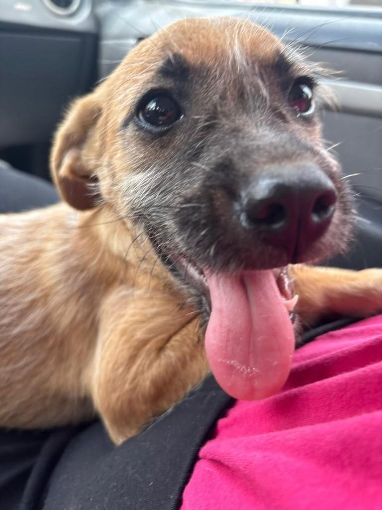 Quindim, cachorro de porte médio para adoção em Belo Horizonte - MG