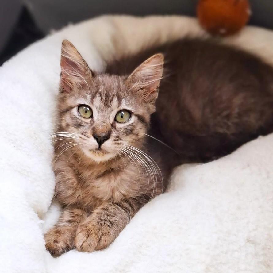 Evangeline, gato de porte pequeno para adoção em Belo Horizonte - MG