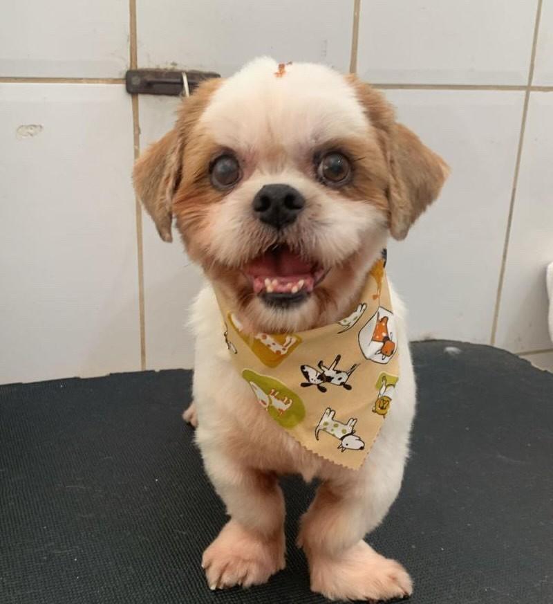 Tico, cachorro de porte pequeno para adoção em Belo Horizonte - MG