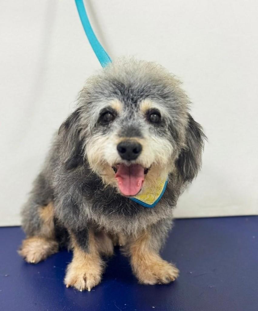 Churros, cachorro de porte pequeno para adoção em Belo Horizonte - MG