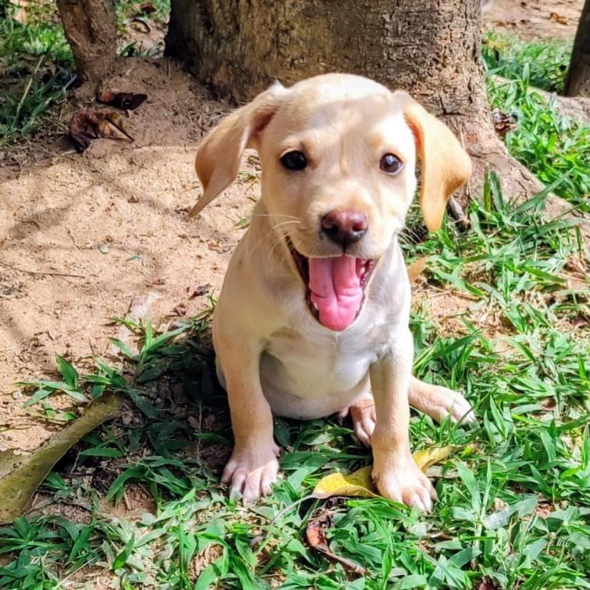 Berilo, cachorro de porte médio para adoção em Belo Horizonte - MG