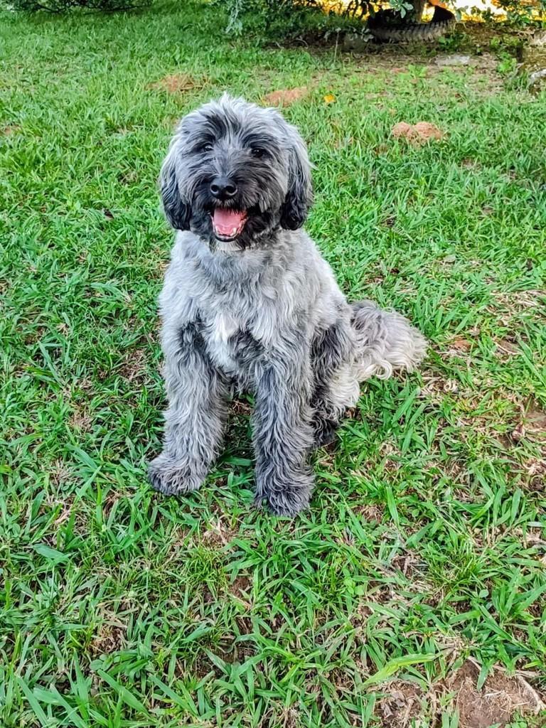 Desck, cachorro de porte médio para adoção em Belo Horizonte - MG