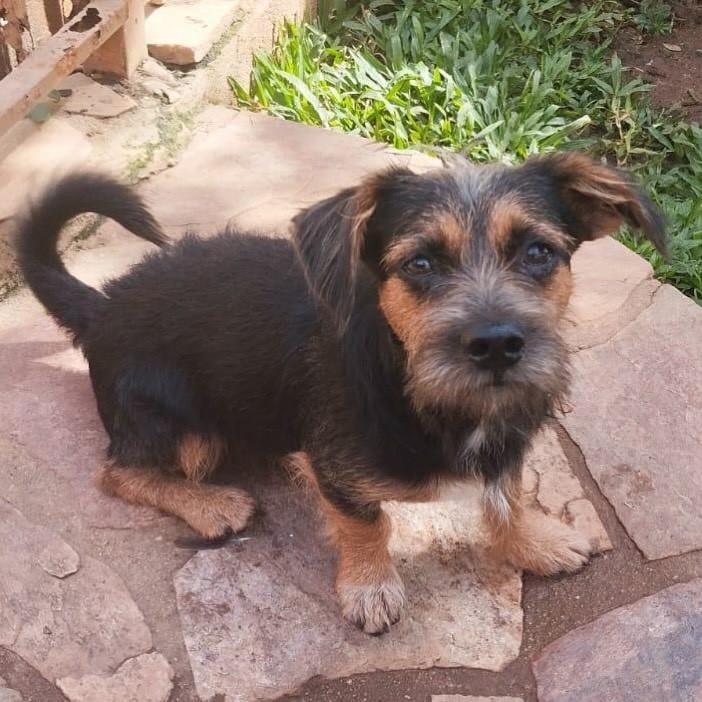 Pingo, cachorro de porte pequeno para adoção em Belo Horizonte - MG