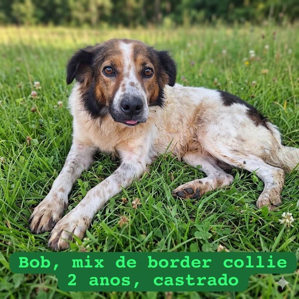 Bob, cachorro de porte médio para adoção em Belo Horizonte - MG