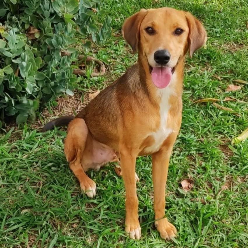 Natal Natalino, cachorro de porte médio para adoção em Natal - RN