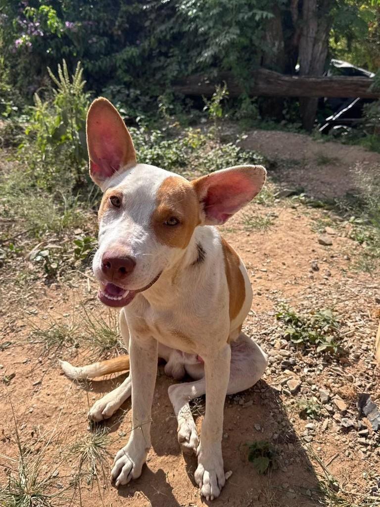 Scooby, cachorro de porte médio para adoção em Belo Horizonte - MG