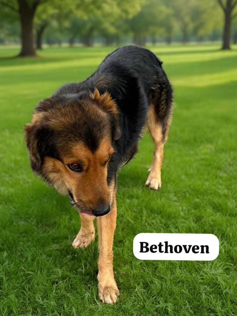 Bethoven, cachorro de porte médio para adoção em Belo Horizonte - MG
